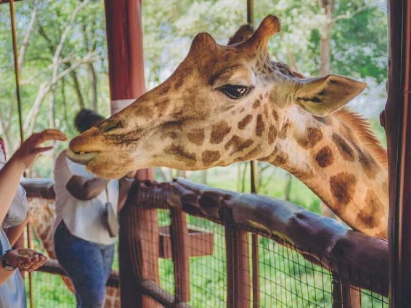 Tour to Giraffe Center from Nairobi - An In-Depth Look at the Giraffe Center Tour from Nairobi