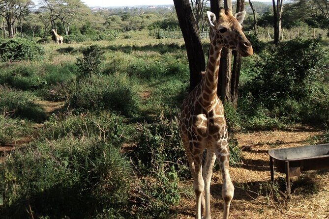 Tour to Giraffe Center from Nairobi - What You Can Expect on the Tour