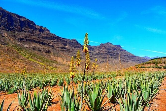 tour-to-guayadeque-firgas-fataga-vip