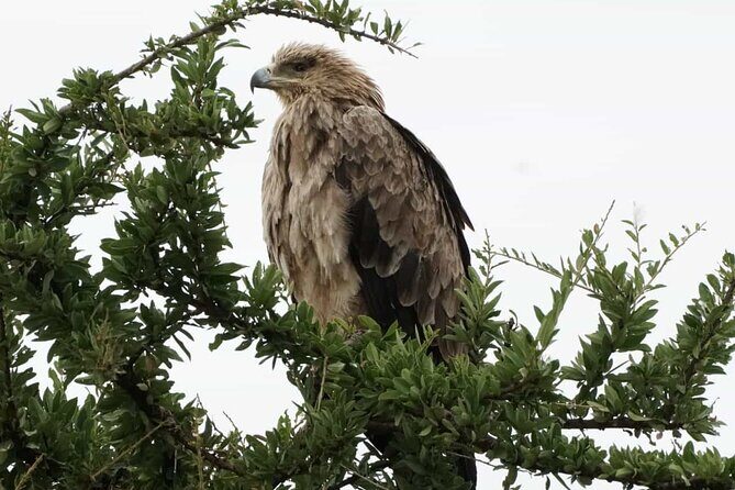 Tour to Hells Gate National park & L Naivasha boat ride - FAQ
