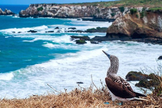 tour-to-la-plata-island-and-whales-watching