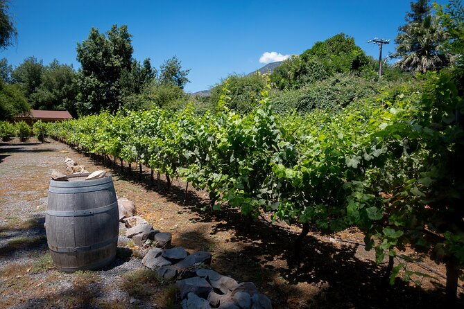 tour-to-maipo-boutique-wineries