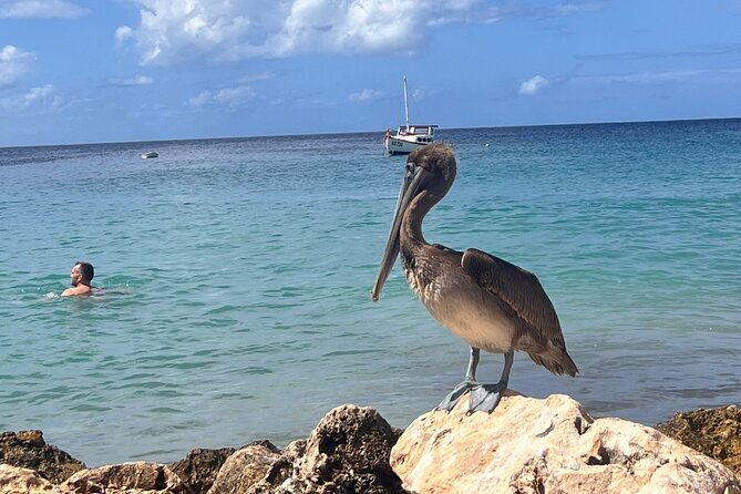tour-to-the-best-beaches-and-snorkeling-with-turtles