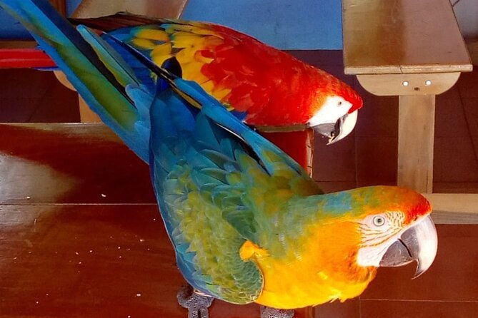 tour-to-the-curricancha-reserve-in-monteverde-a-paradise-for-birdwatchers-from-san-jose