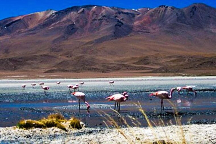 tour-to-the-salinas-lagoon-and-national-reserve-in-arequipa