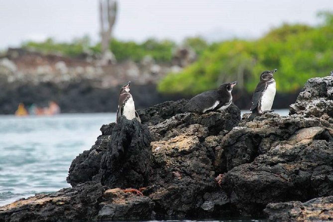 tour-to-tintoreras-bay-from-isabela-island