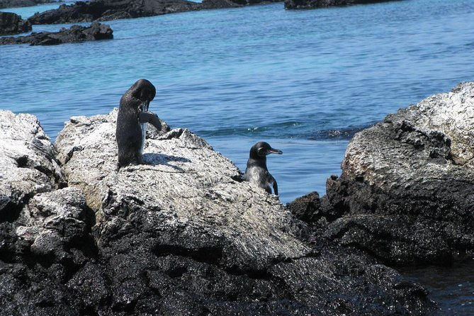 tour-to-tintoreras-bay-from-isabela-island