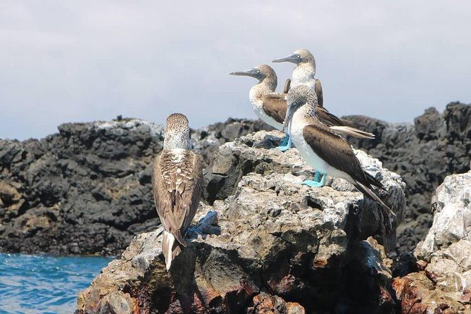 tour-to-tintoreras-bay-from-isabela-island