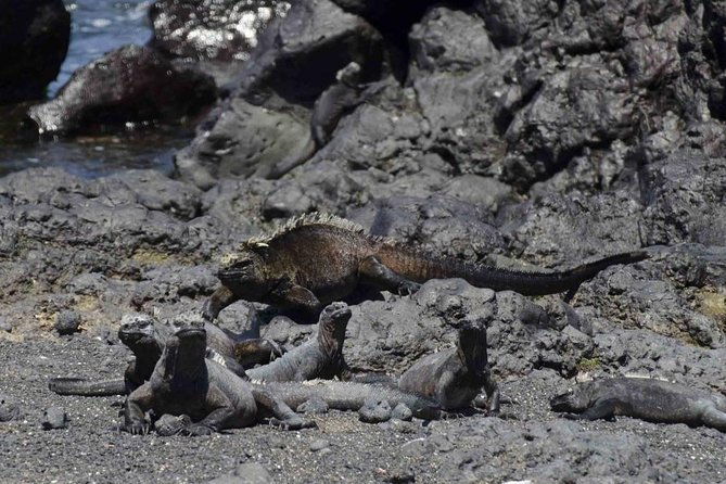 tour-to-tintoreras-bay-from-isabela-island