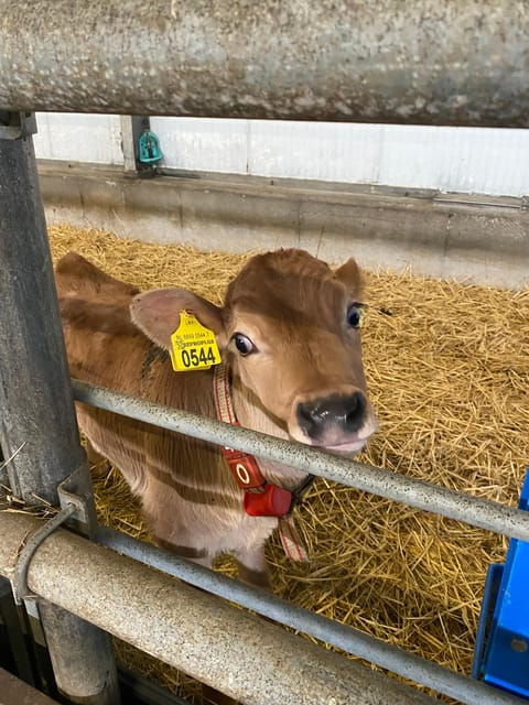 tour-to-windmills-cheese-clogs-and-volendam-from-amsterdam