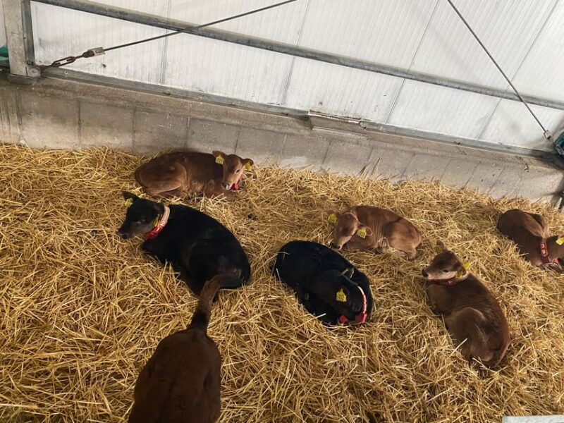 tour-to-windmills-cheese-clogs-and-volendam-from-amsterdam