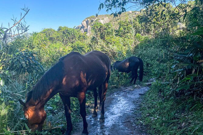 tour-trail-praia-da-gravata-with-picnic-in-florianopolis