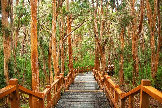 tour-with-navigation-to-the-arrayanes-forest-and-victoria-island