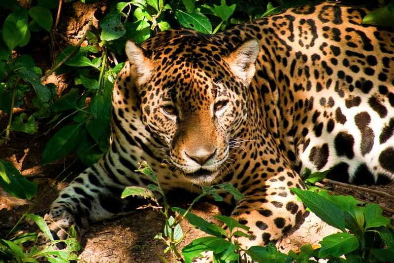 tour-zoomat-christ-of-chiapas-sumidero-canyon-viewpoints