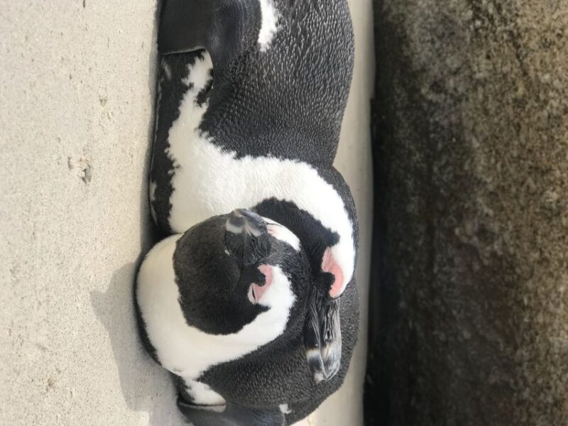Tours from Cape Town: Penguins & Cape of Good Hope Tours - An In-Depth Look at the Itinerary
