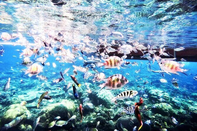 Tours_Singapore_Private Tour Batam Island Reef Snorkel And Kayak Day Trip From Singapore_D60449 38917P7 Review - Starting the Journey: Seamless Connections from Singapore