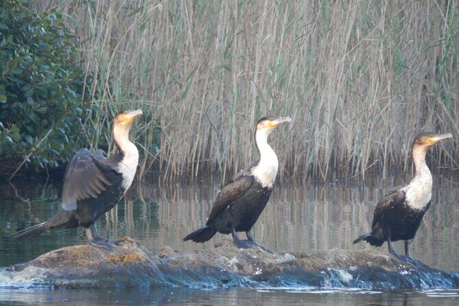 Touw River Boat Cruise - Wilderness National Park - Why the Touw River Boat Cruise is Worth It