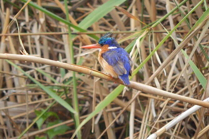 Touw River Boat Cruise - Wilderness National Park - Who Will Love This Tour?
