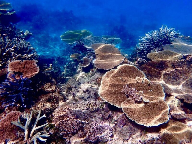 Townsville & Magnetic Island: MOUA & Great Barrier Reef Trip - Final Thoughts: Is This Tour for You?