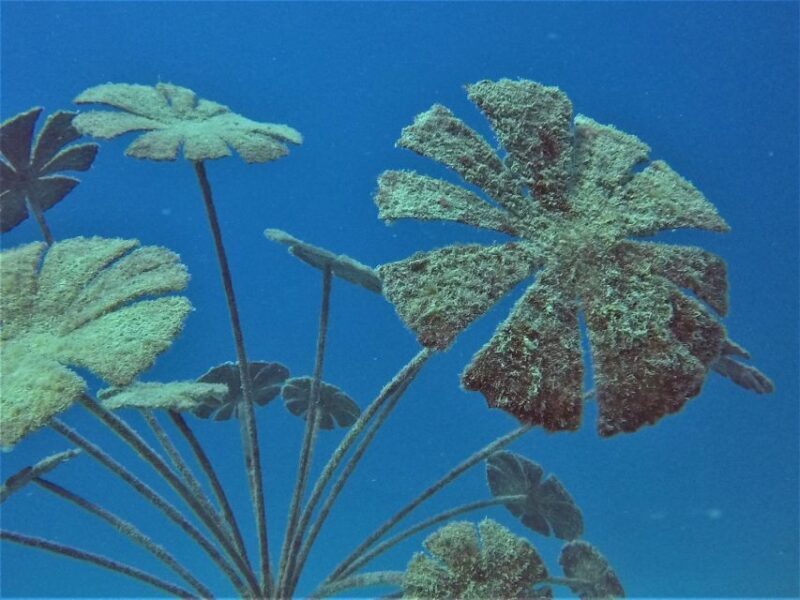 Townsville & Magnetic Island: MOUA & Great Barrier Reef Trip - FAQ: Your Questions Answered