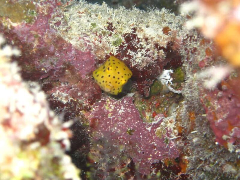 Townsville & Magnetic Island: MOUA & Reef Scuba Experience - FAQs