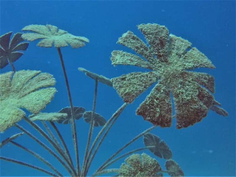 Townsville & Magnetic Island: MOUA & Reef Snorkel Experience - Frequently Asked Questions