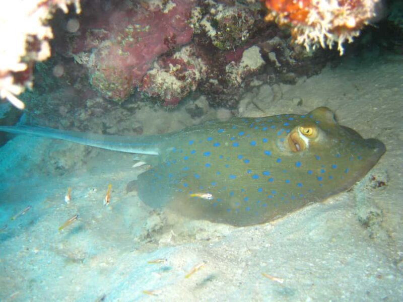 Townsville & Magnetic Island: Reef Explorer Snorkel Trip - Day at Sea: Facilities & Comfort