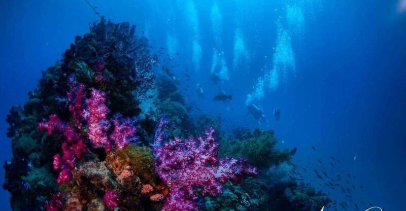Townsville or Magnetic Island: Yongala Wreck Dive Day Trip - Who This Tour Is Best For