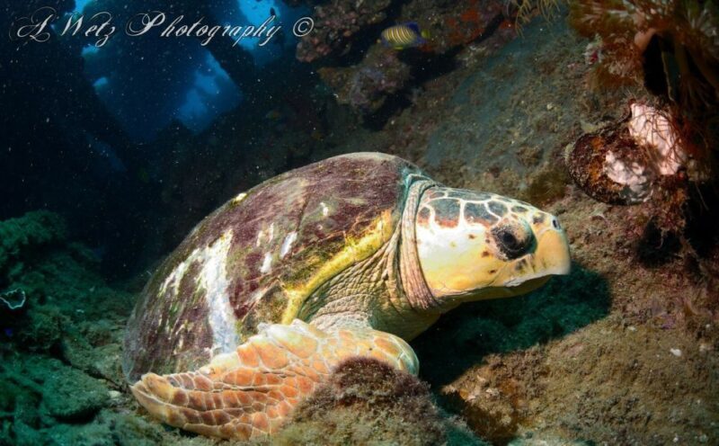 Townsville or Magnetic Island: Yongala Wreck Dive Day Trip - FAQs