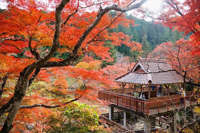 Toyota Green Life Experience Autumn Leaves, Gohei Mochi in Inabu - The Itinerary: A Deep Dive