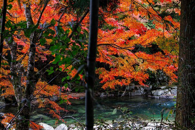 Toyota Green Life Experience Autumn Leaves, Gohei Mochi in Inabu - The Authenticity and Practicalities