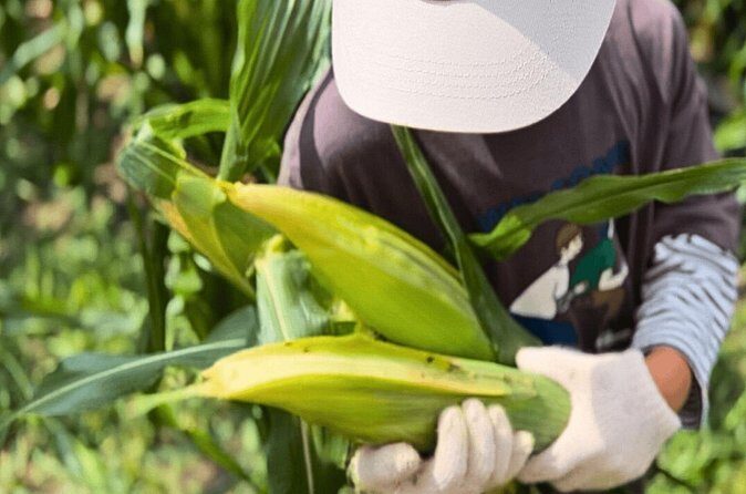 Toyota Green Life Experience Seasonal Farm with Farmers in Inabu - Why This Experience Offers Great Value