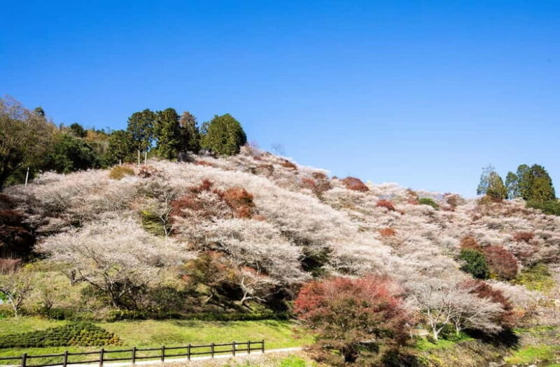 Toyota: Obara Washi Papermaking Experience Course - An Authentic Day of Japan’s Autumn and Craftsmanship