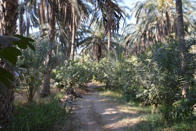 Tozeur and the mountain Oasis - Value and Practicality: What the Tour Delivers