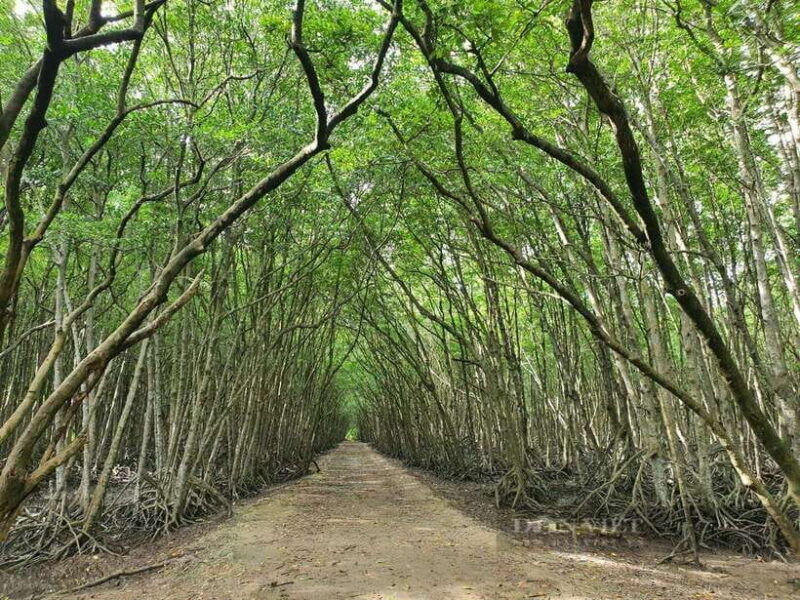 tp-hcm-explore-can-gio-mangrove-and-monkey-island