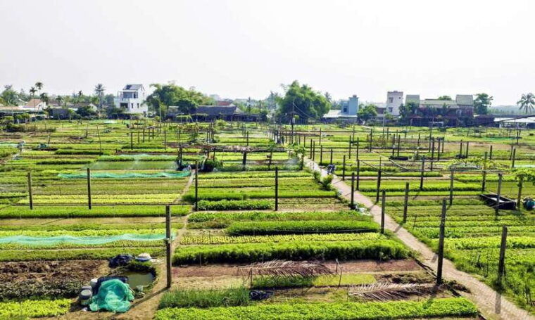 tra-que-vegetable-village-cooking-class