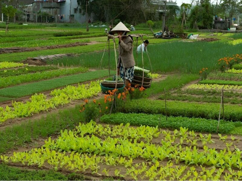 tra-que-village-vegetable-farm-experience-by-bike