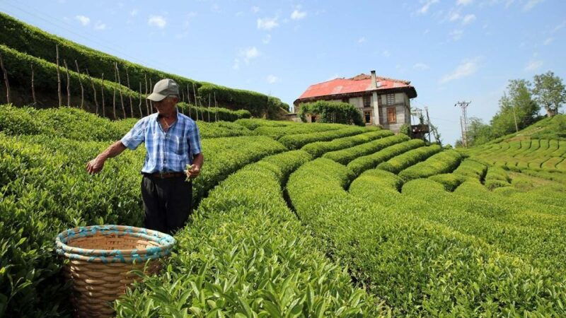 trabzon-uzungol-group-tour-explore-the-nature-taste-tea