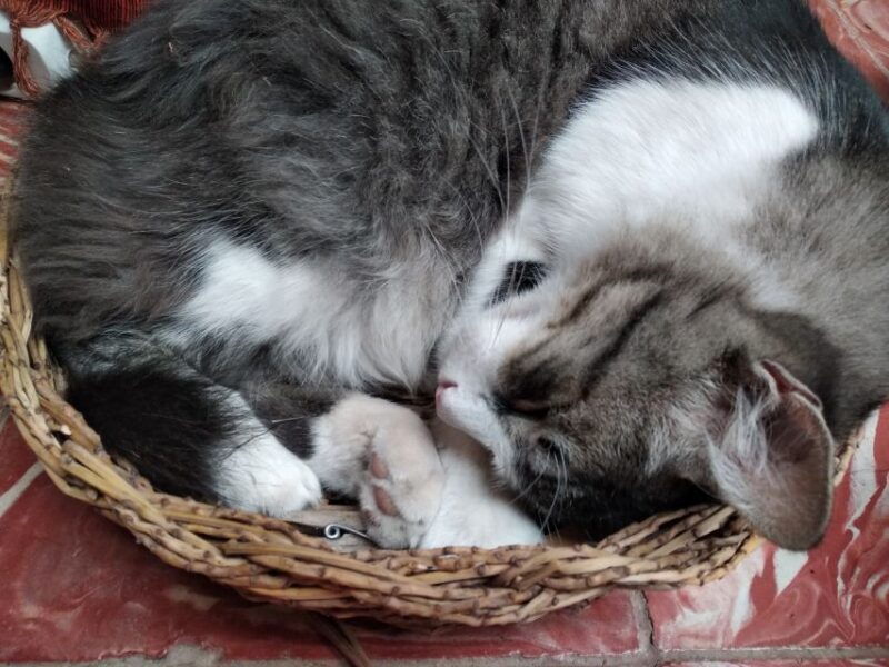 traditional-basketry-workshop