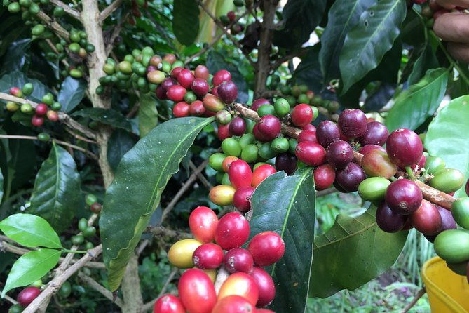 traditional-bogota-coffee-tour