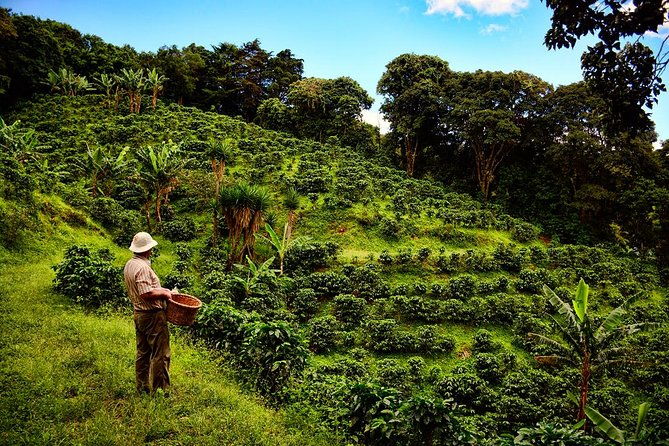 traditional-coffee-tour-poas-volcano-from-san-jose