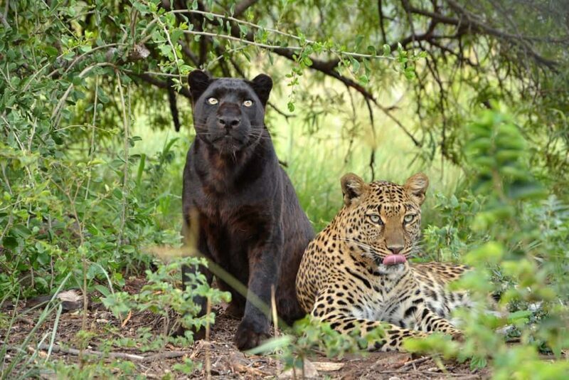Traditional Cultural Viliage and Lion and Safari Park Combo - FAQ