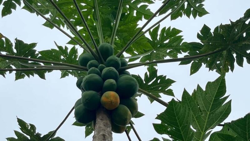 Traditional food cooking class - An In-Depth Look at the Experience