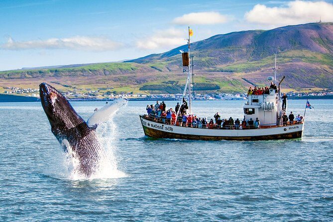 Traditional Oak Ship Whale Watching Tour From Husavik - Who Should Book This Tour?