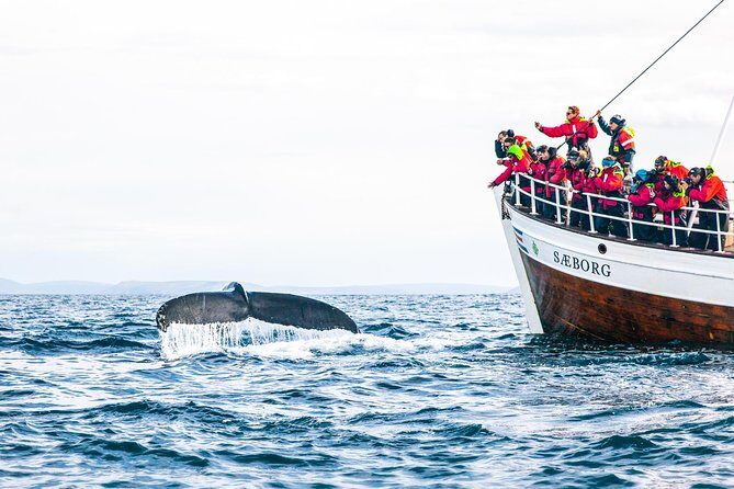 Traditional Oak Ship Whale Watching Tour From Husavik - Final Thoughts