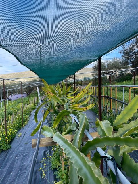 traditional-olive-grove-and-dragon-fruit-farm-tour