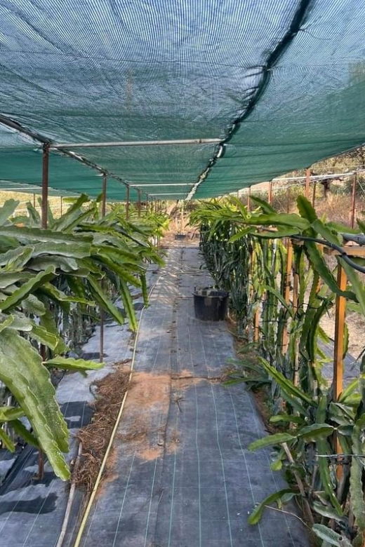 traditional-olive-grove-and-dragon-fruit-farm-tour