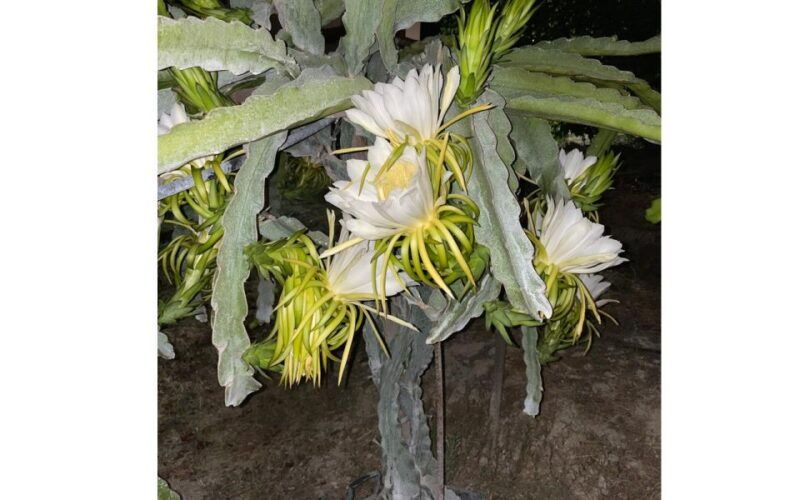 traditional-olive-grove-and-dragon-fruit-farm-tour