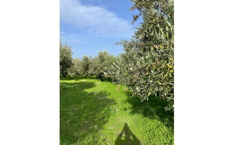 traditional-olive-grove-and-dragon-fruit-farm-tour