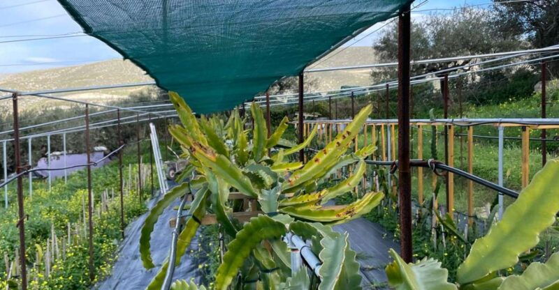 traditional-olive-grove-and-dragon-fruit-farm-tour